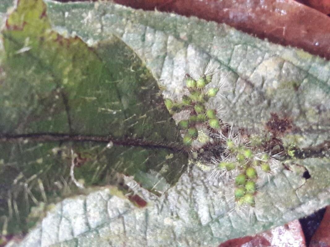 Cordia nodosa 8