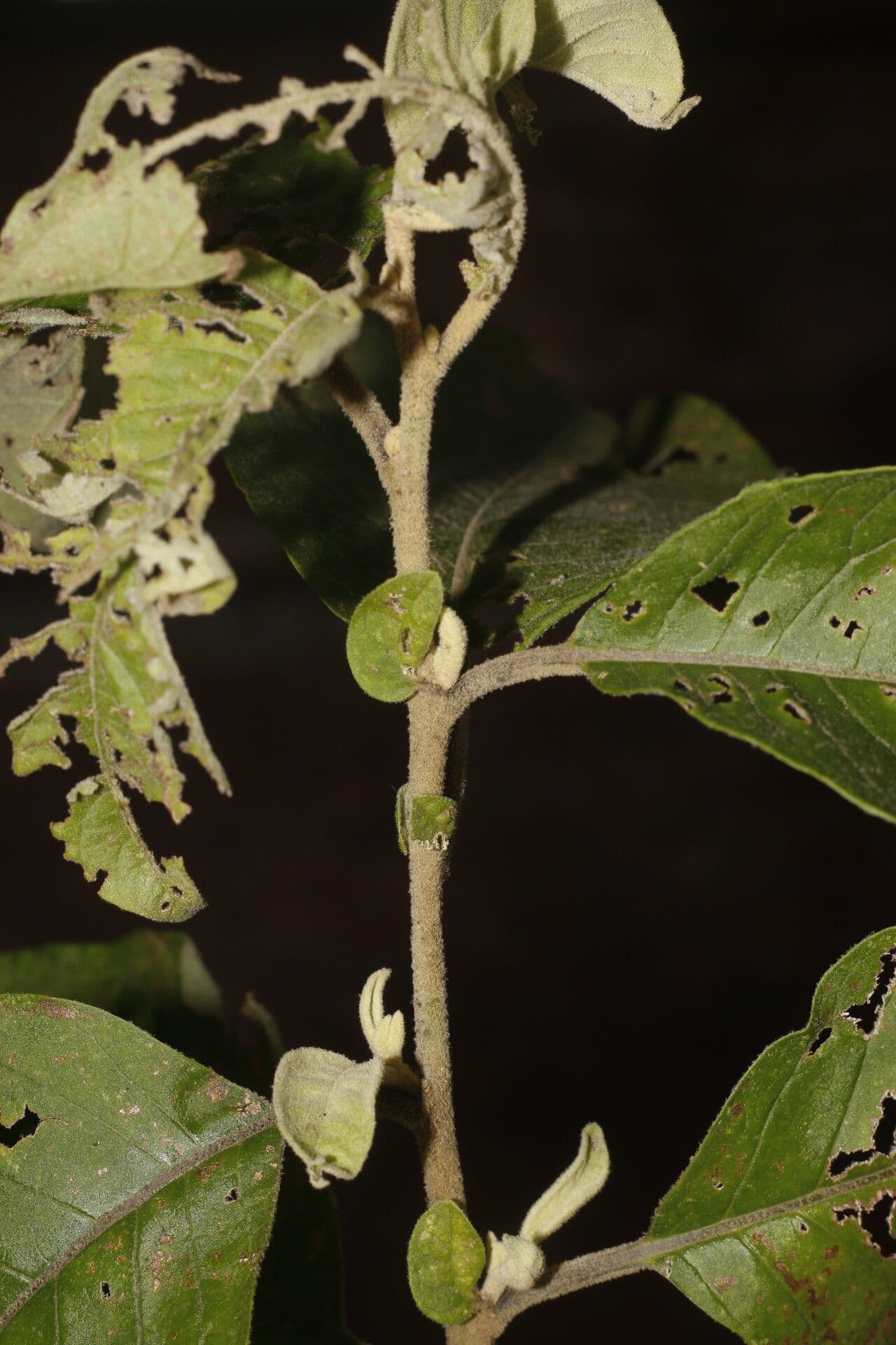 Cestrum tomentoso