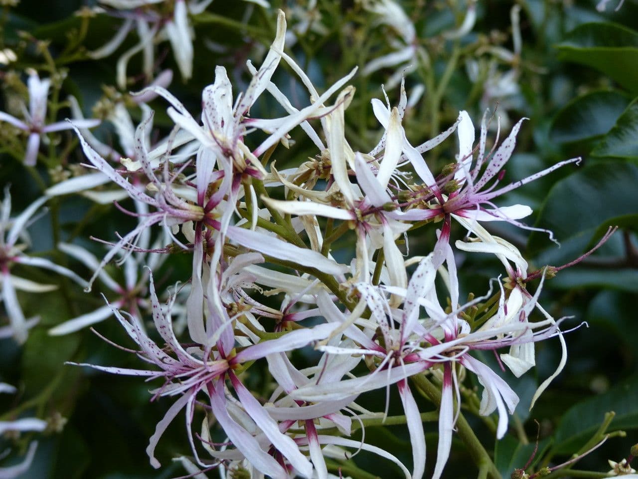 Calodendrum 7