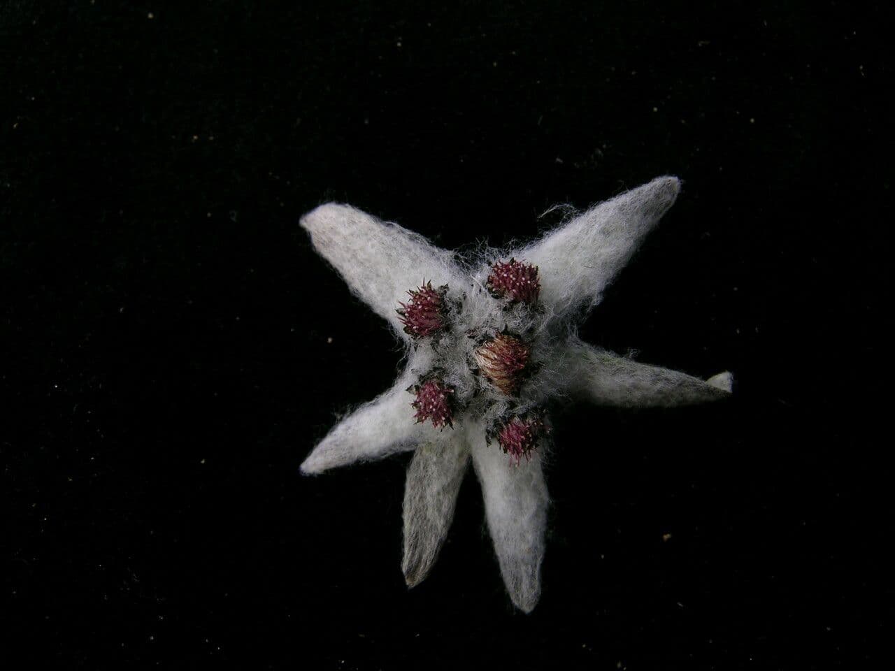 Edelweiss 2