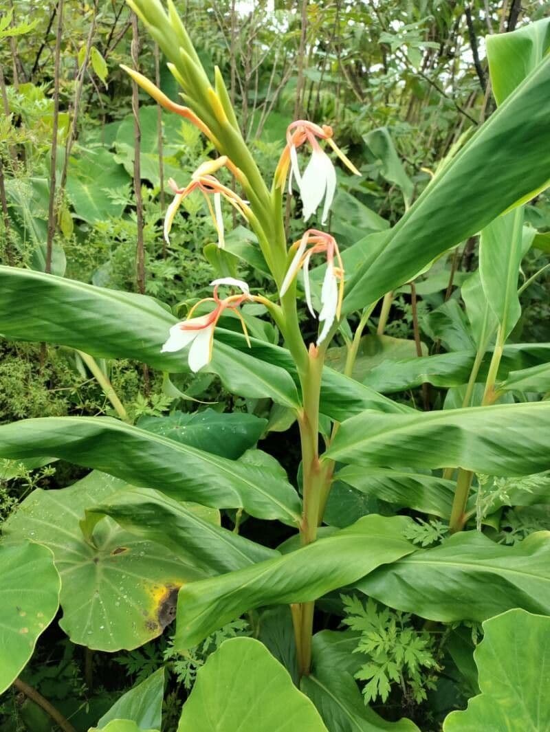 Hedychium 11