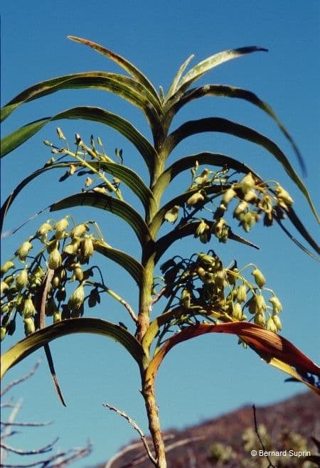 Dendrobium 4