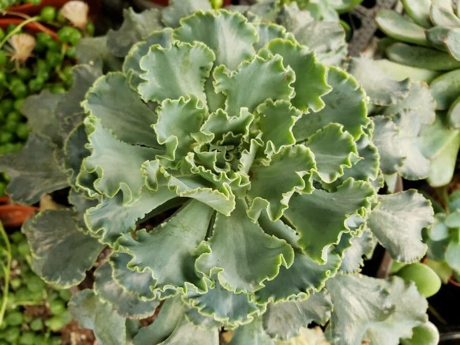 Echeveria 13