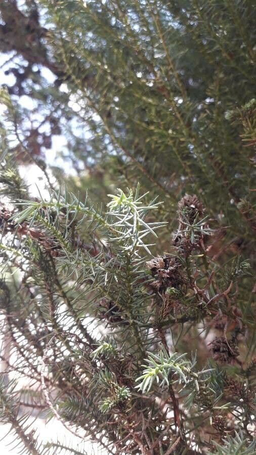 Criptomeria japonesa 4