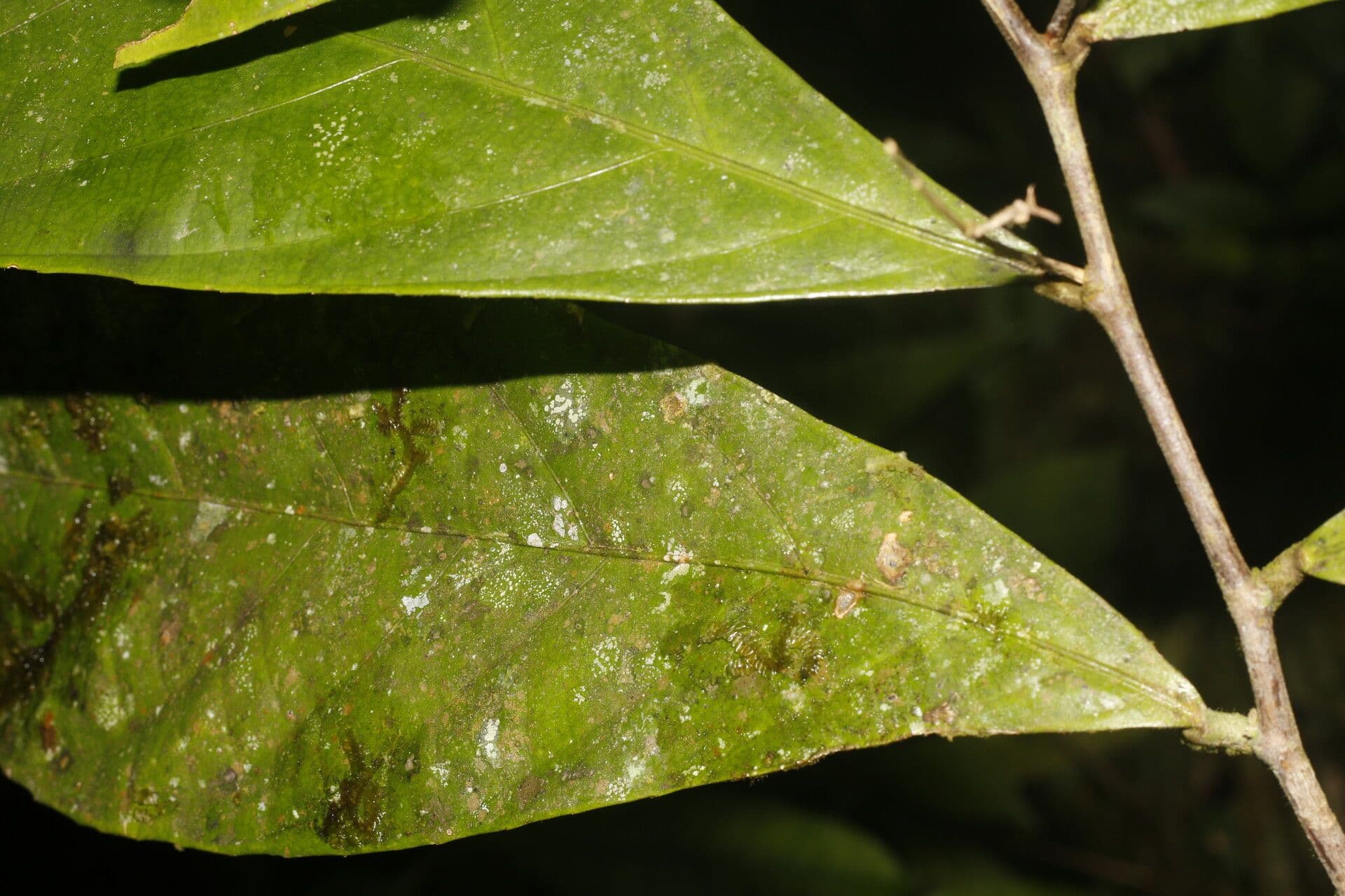 Adenophaedra 10