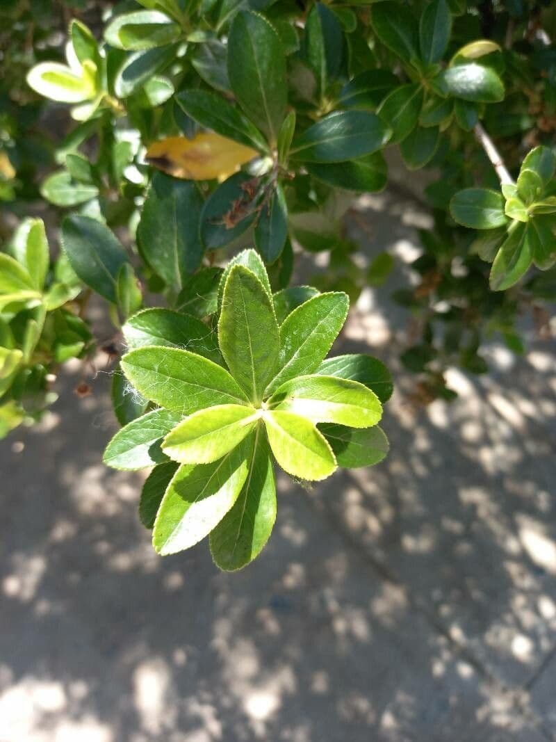 Escallonia 5