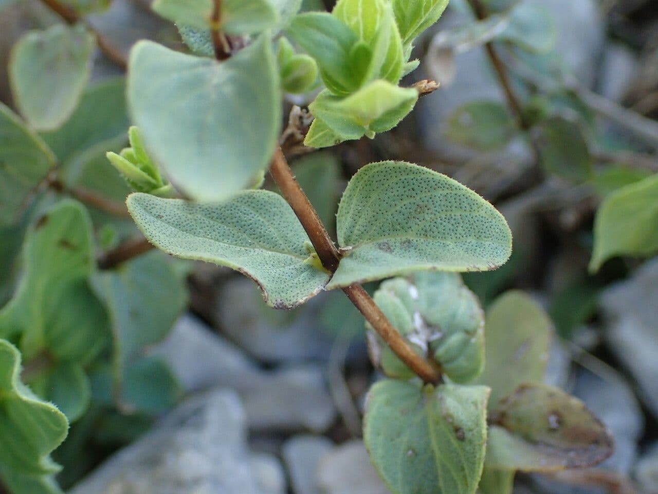 Oregano 6