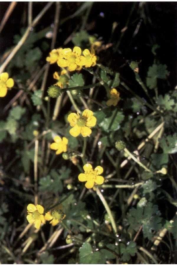 Ranunculus gmelinii