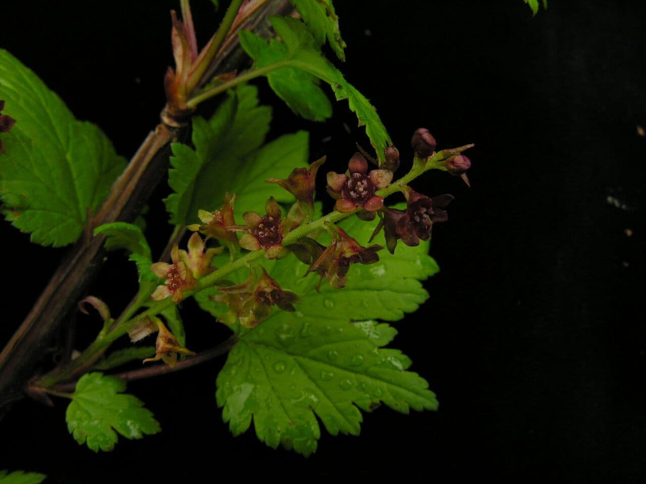 Ribes 2