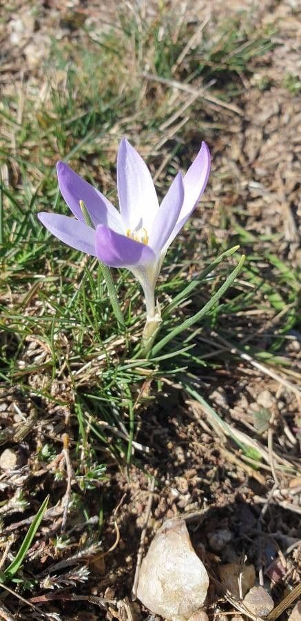 Crocus 9