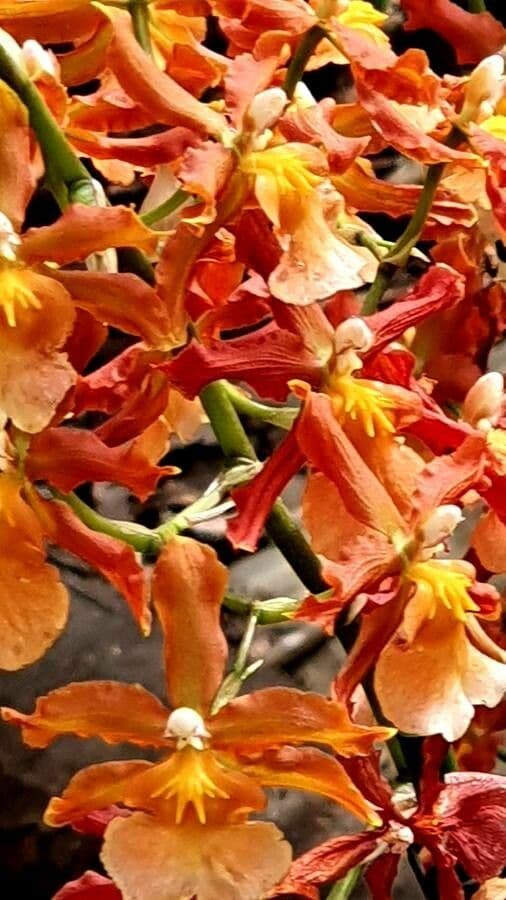 Epidendrum radicans 28