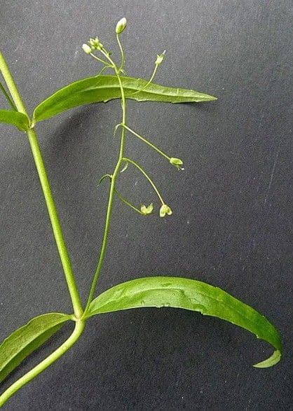 Veronica scudata 27