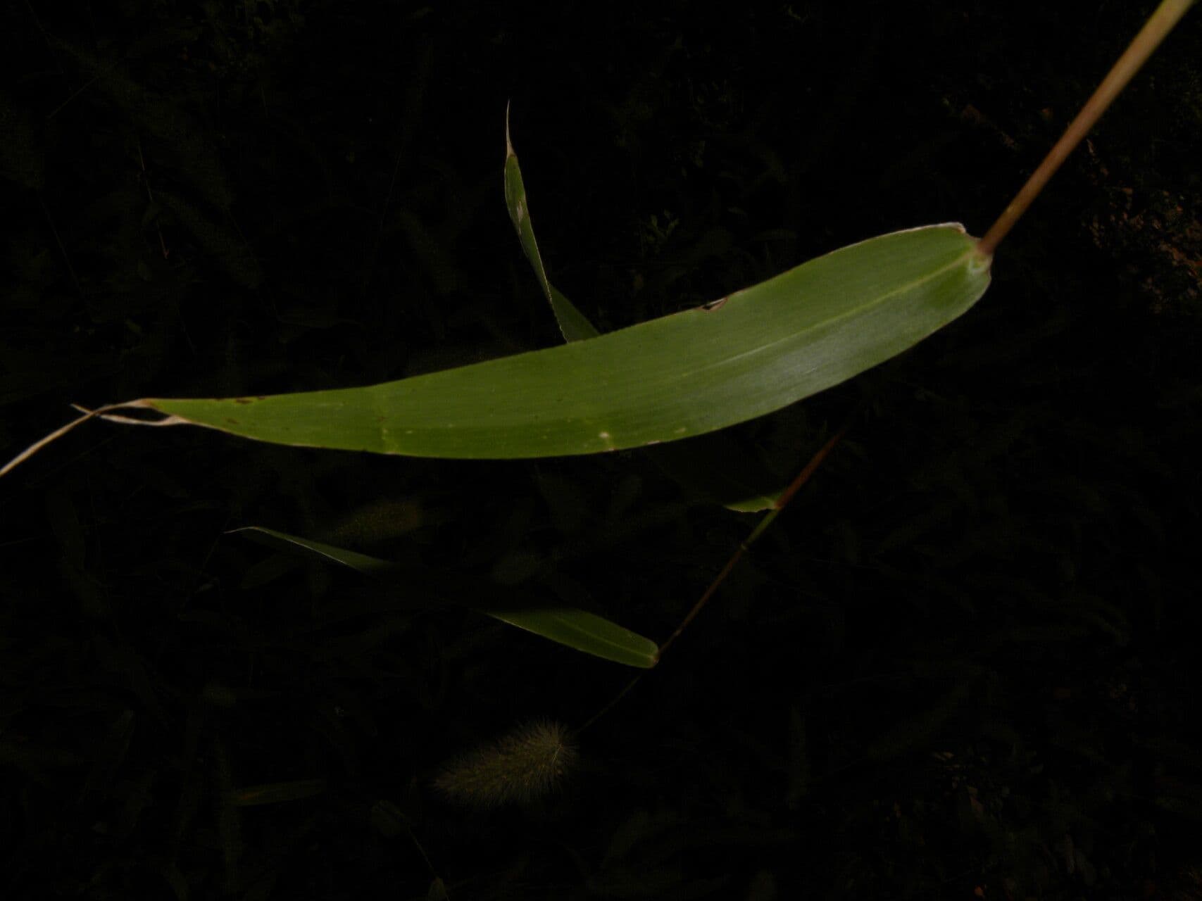 Setaria 2