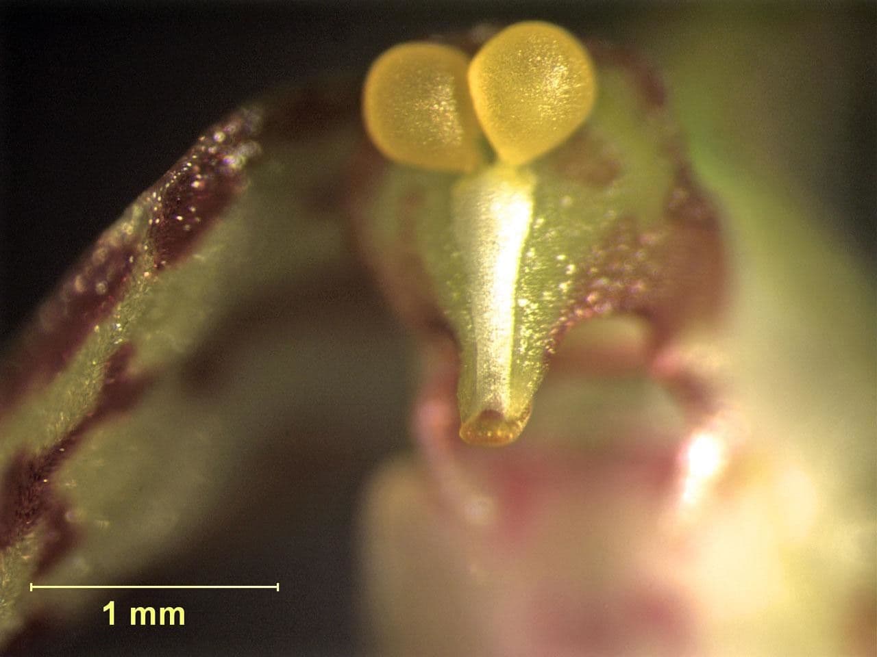 Leochilus 15