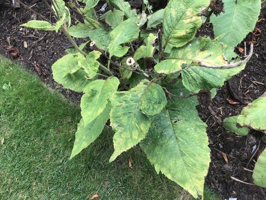 Inula 9