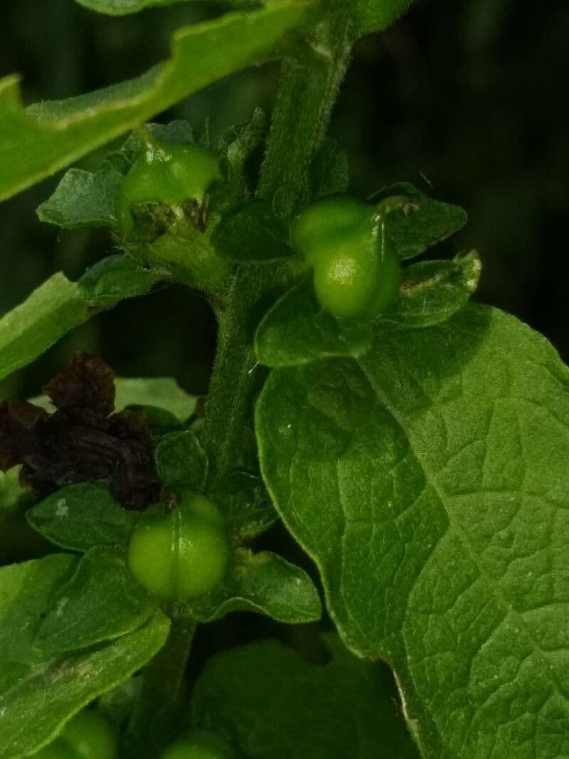 Dasistoma