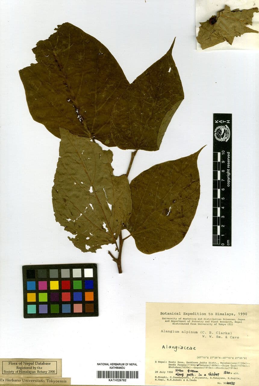 Alangium alpské