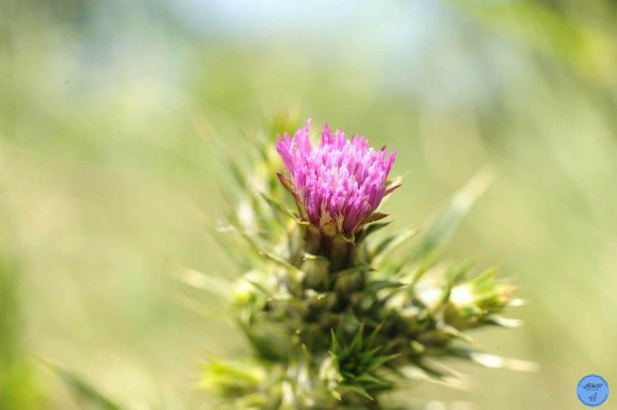 Cirsium filipendulum 3