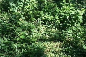 Salvia 8