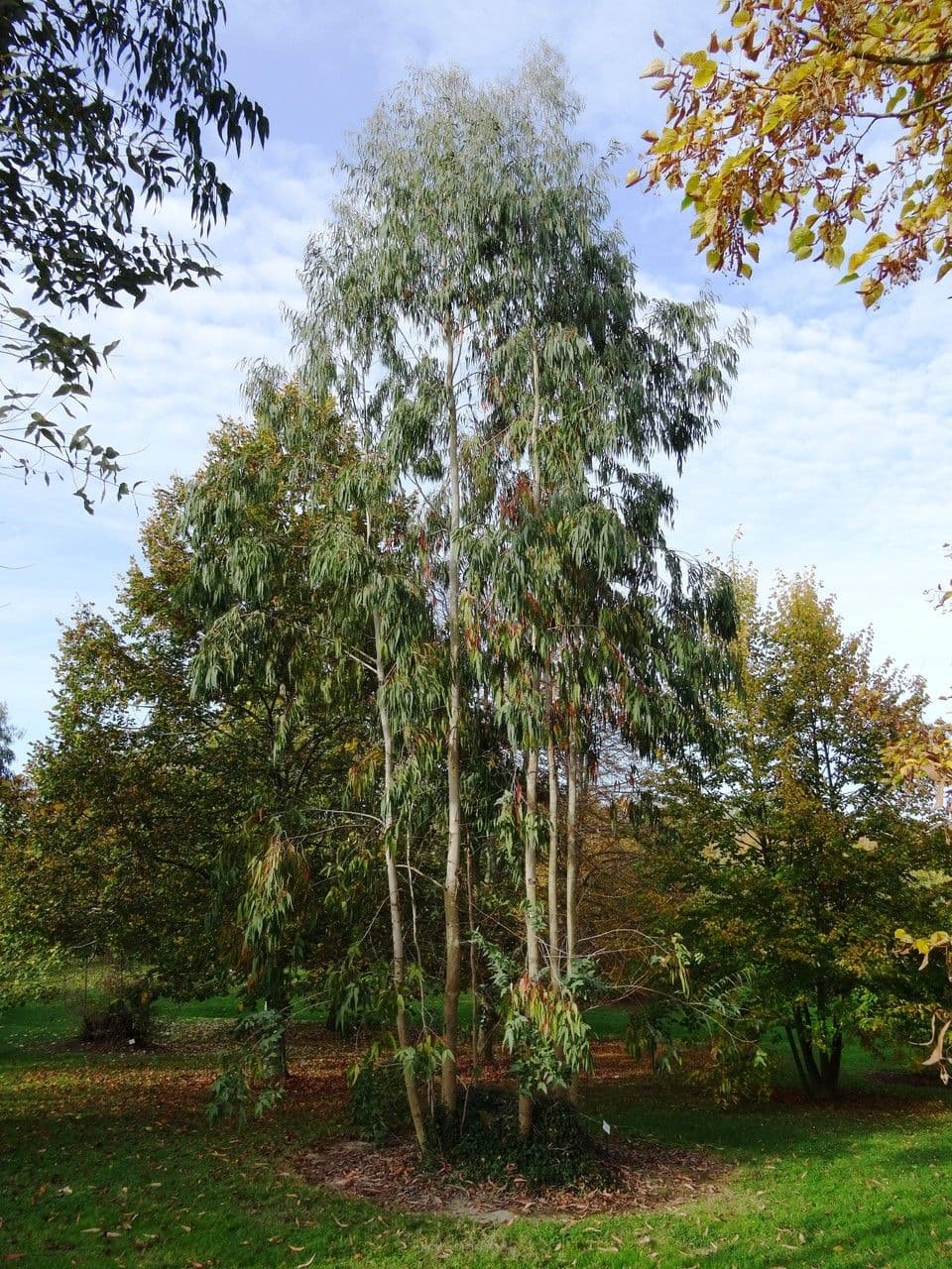 Macarthur-Eukalyptus