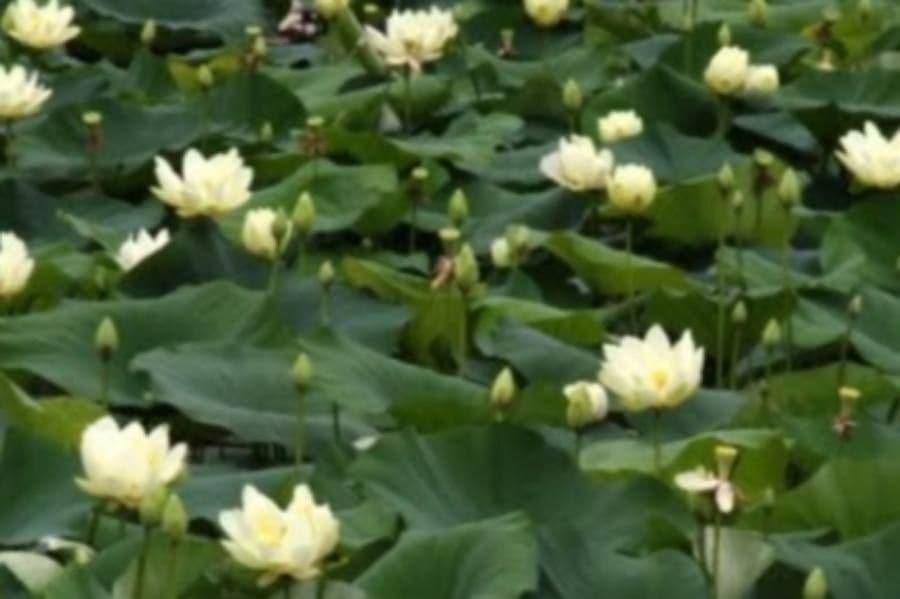 Nelumbo jaune