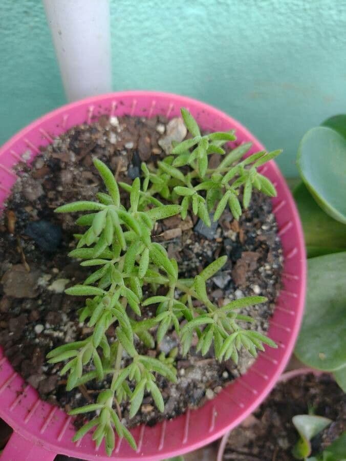 Sedum messicano 10