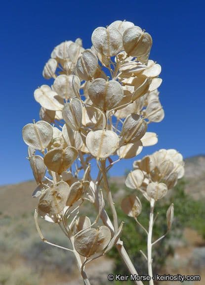 Lepidium fremontii 3