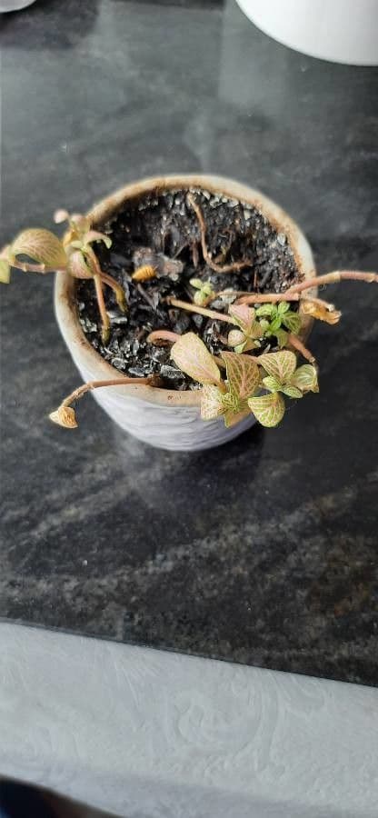 Fittonia 23