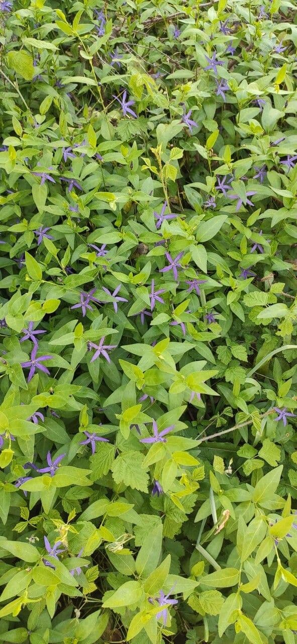 Pervinca erbacea 11