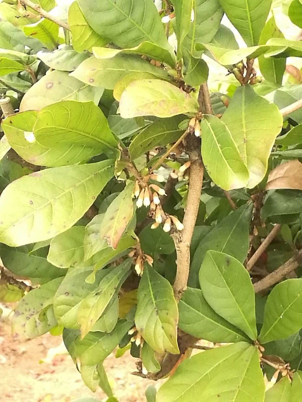 Synsepalum 6