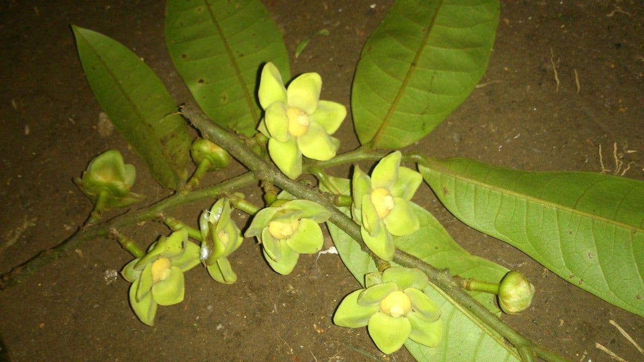 Guatteria 9
