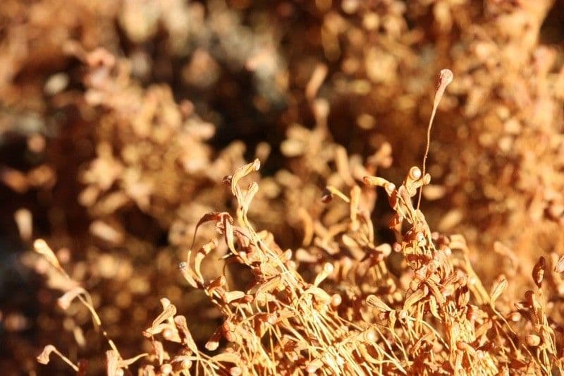Cuscuta delle saline 8