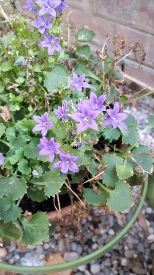 Kriechende Glockenblume 4