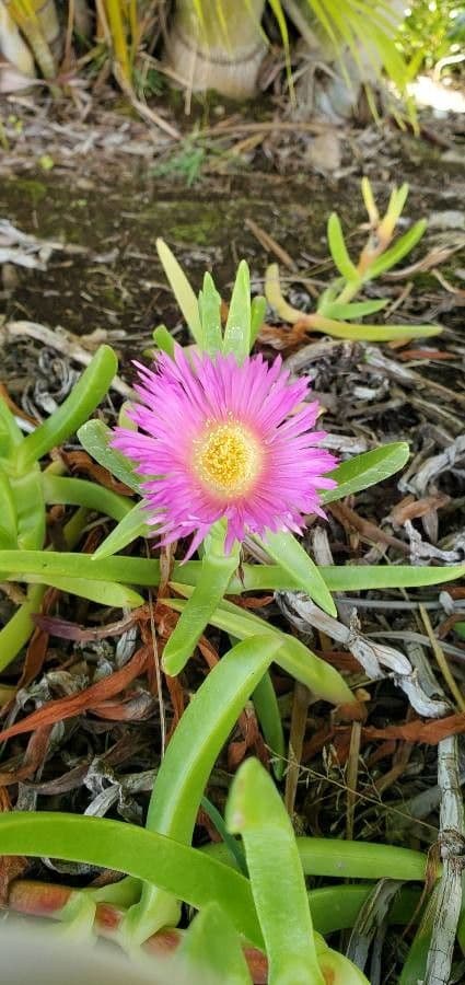 Carpobrotus
