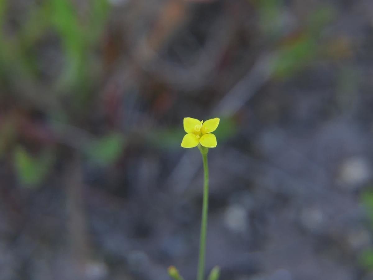 Cicendia filiformis 4