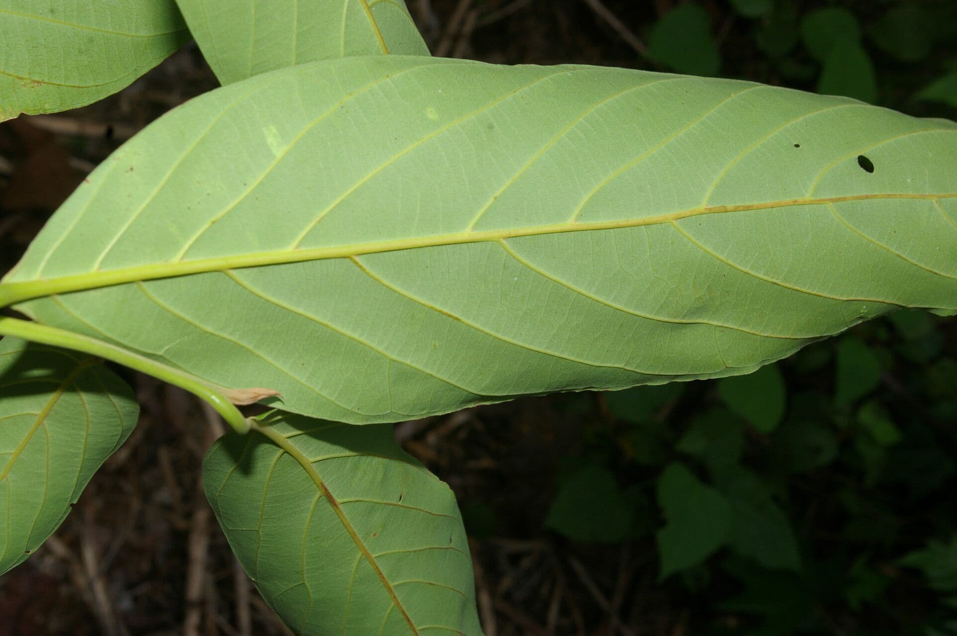 Nectandra 4