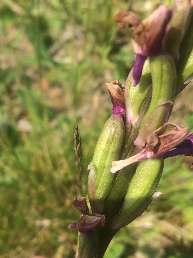 Orchide minore 3