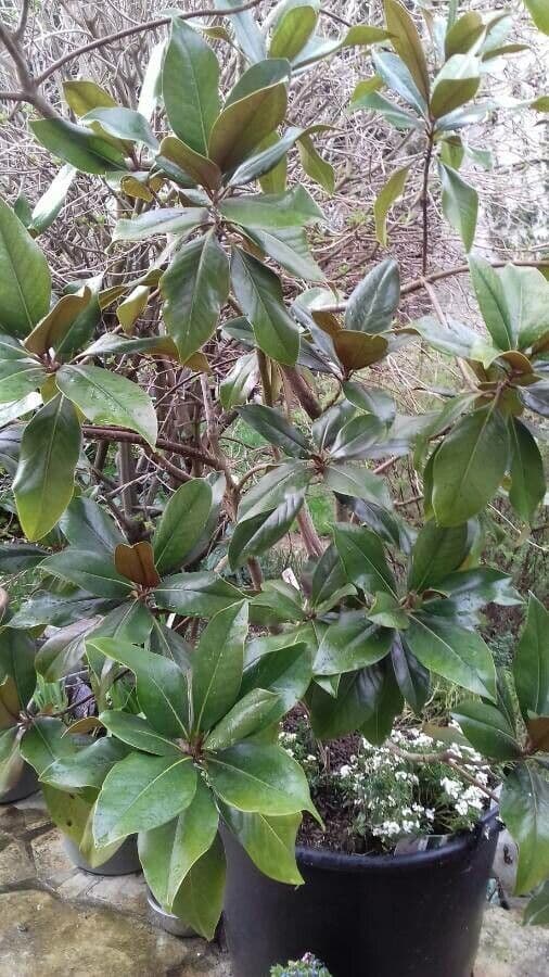 Magnolia grandiflora 12