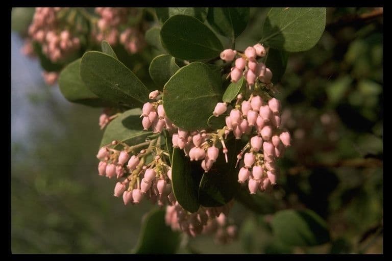 Arbutus patula 8