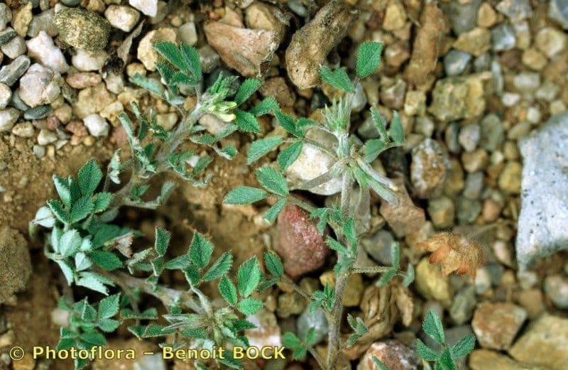 Lucerna 21