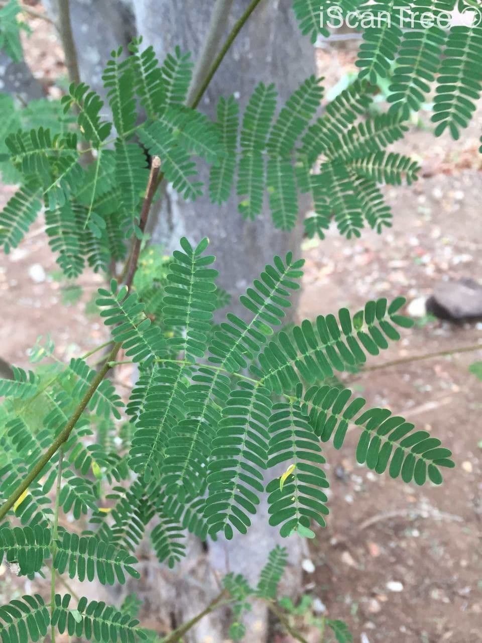 Albizia 11