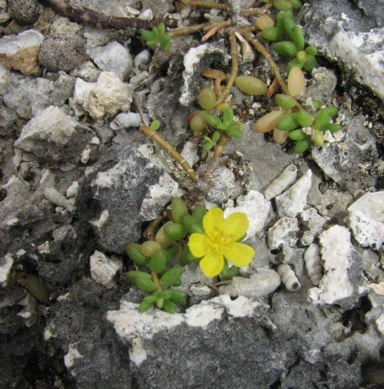 Portulaca 7