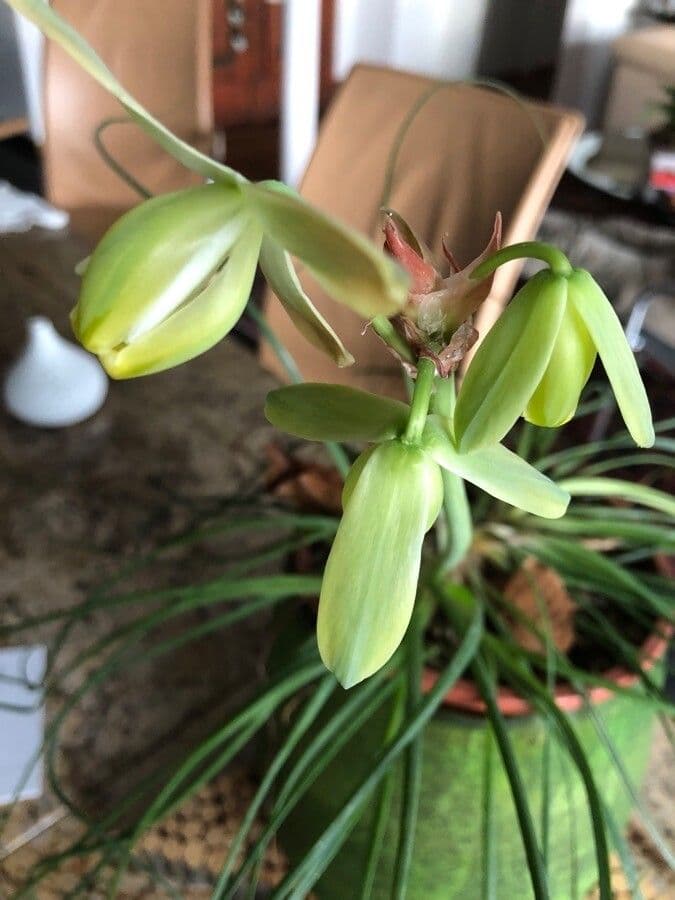 Albuca 5