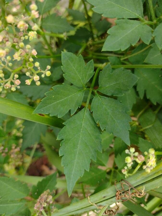 Vitalba 3