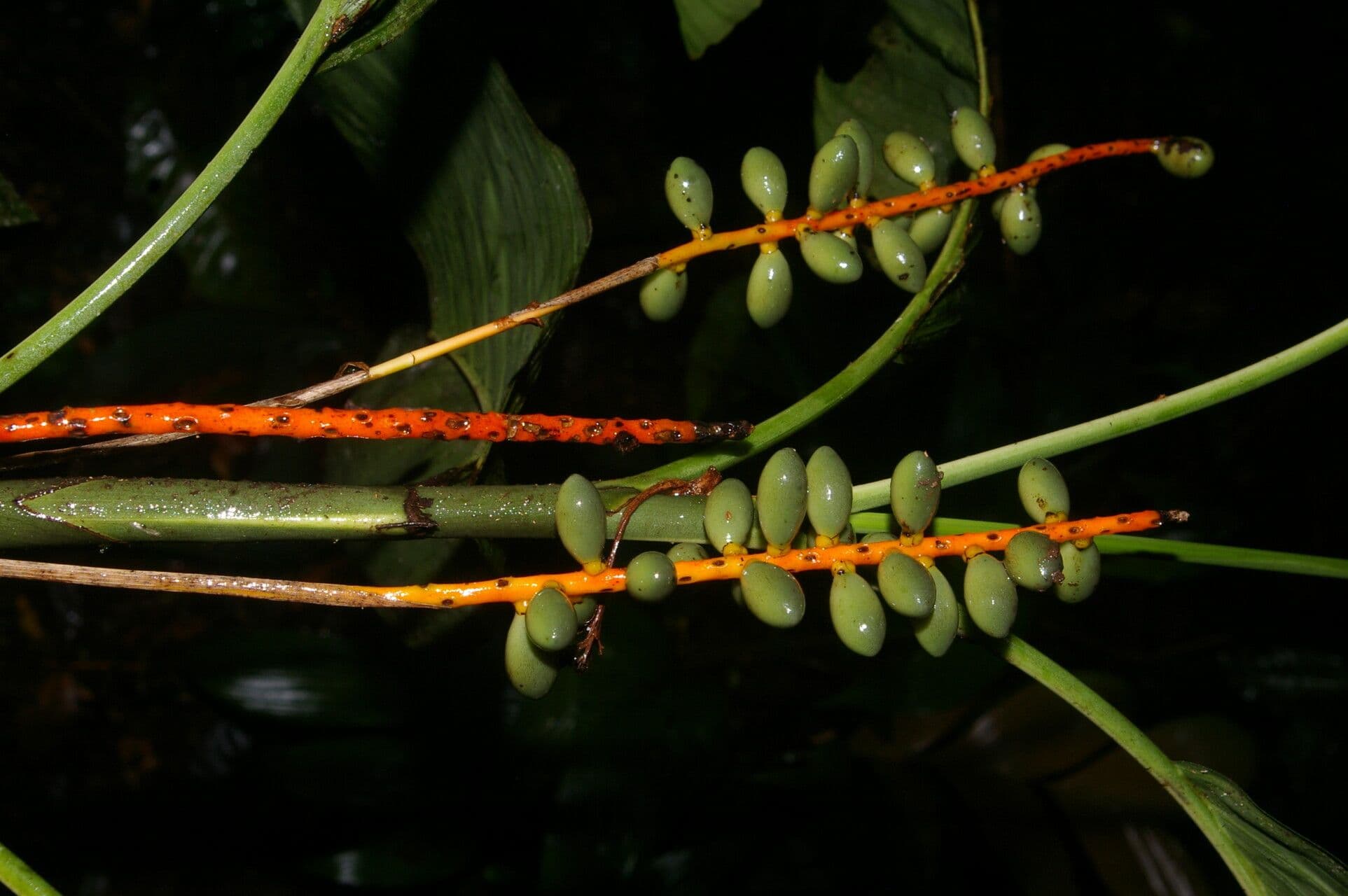 Chamaedorea