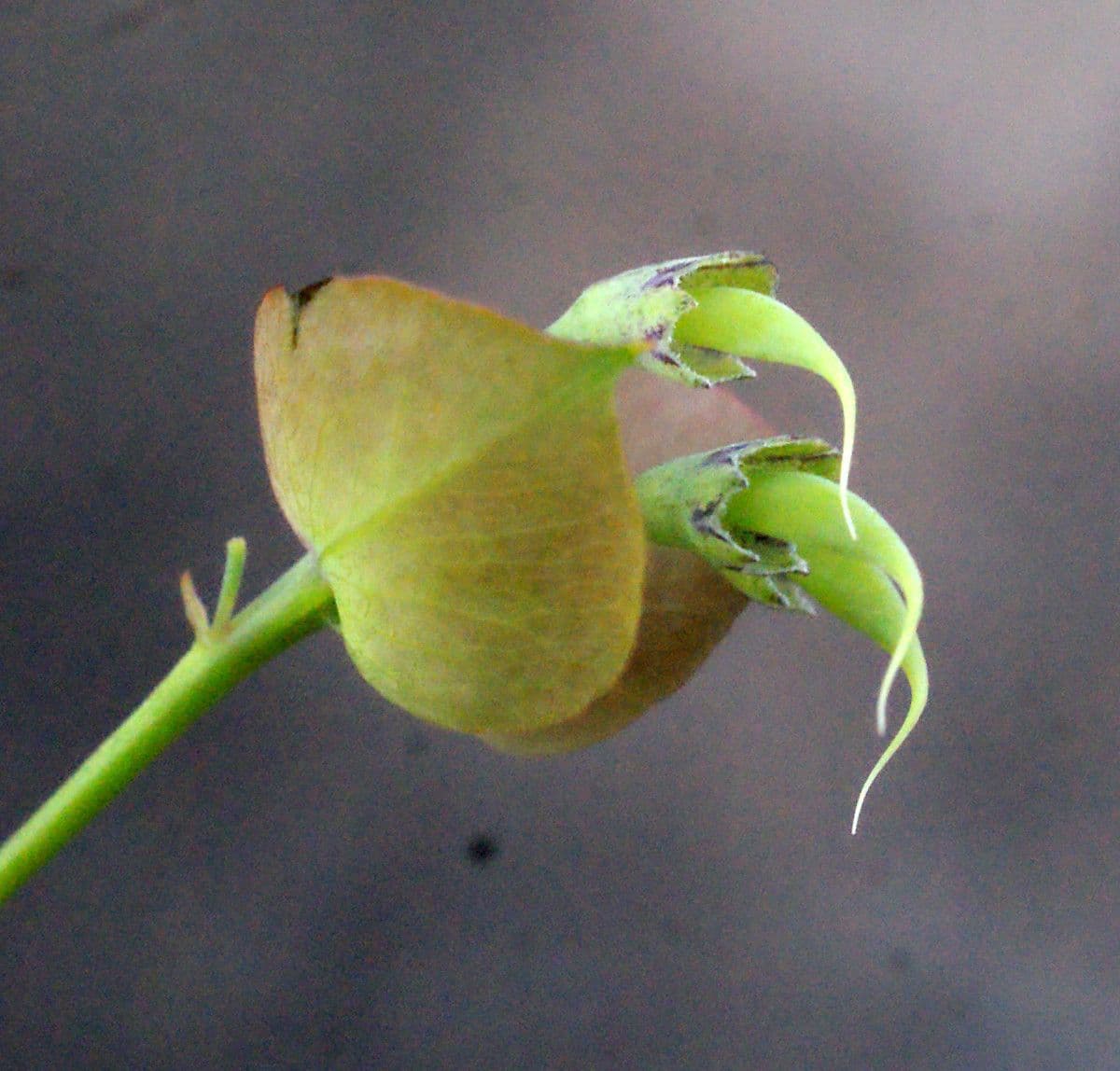 Daviesia cordata 3