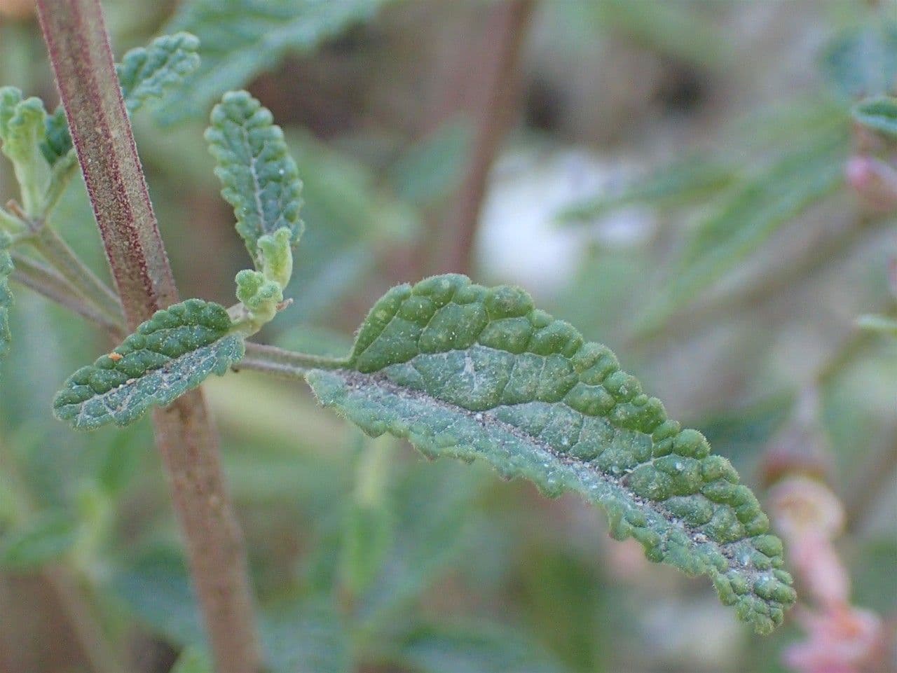 Teucrium 12