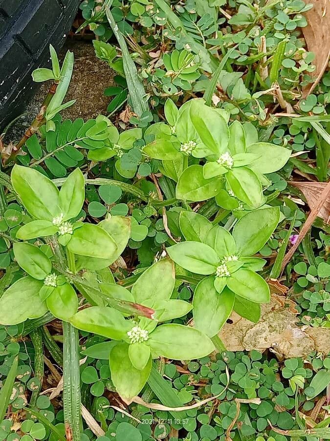 Richardia brasiliana 14