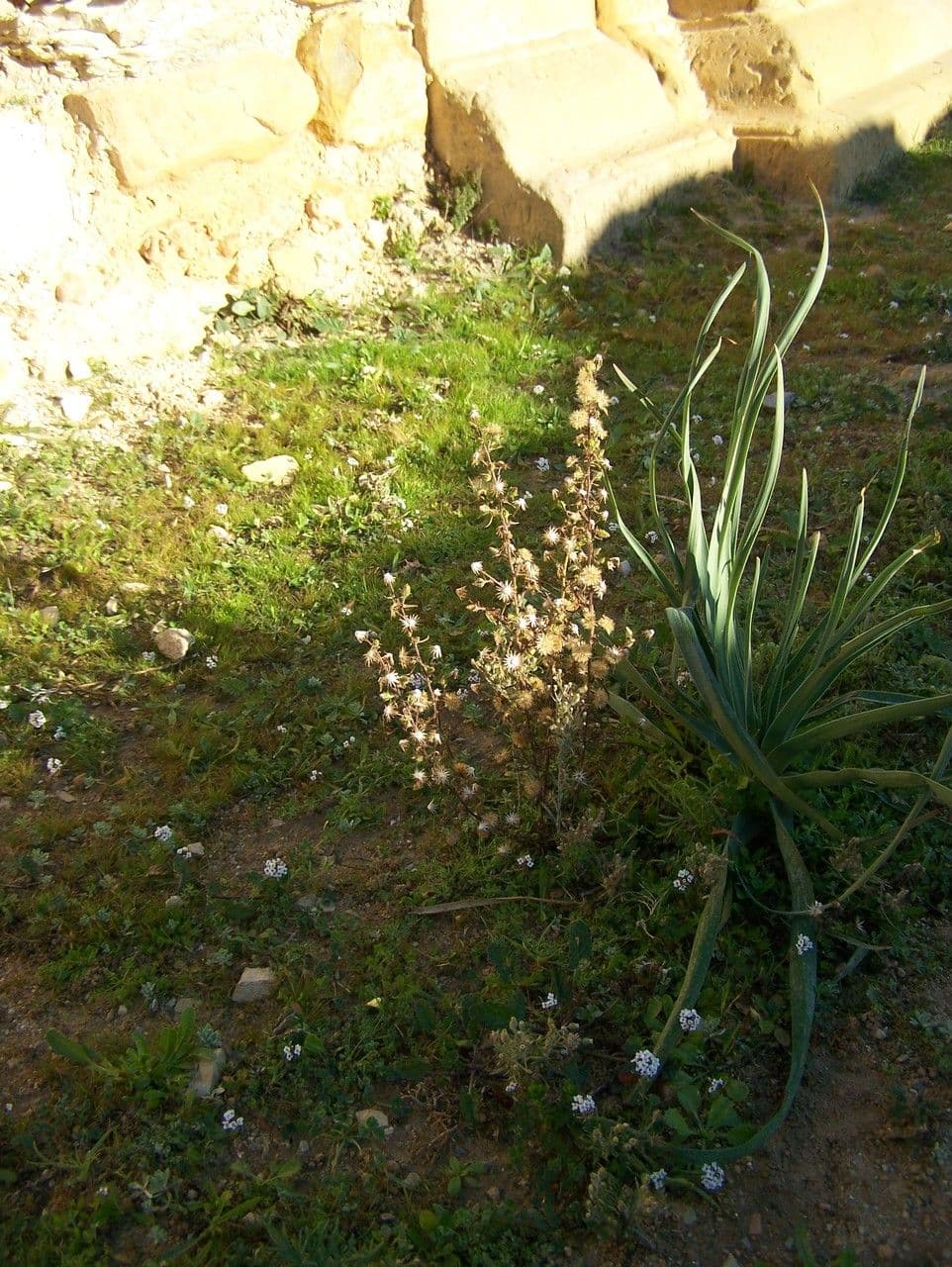 Inula fetida 20