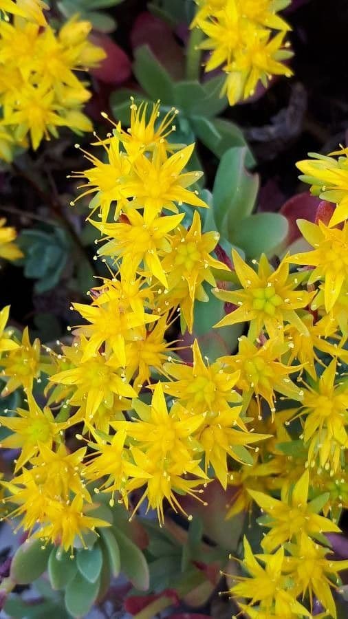 Sedum 5